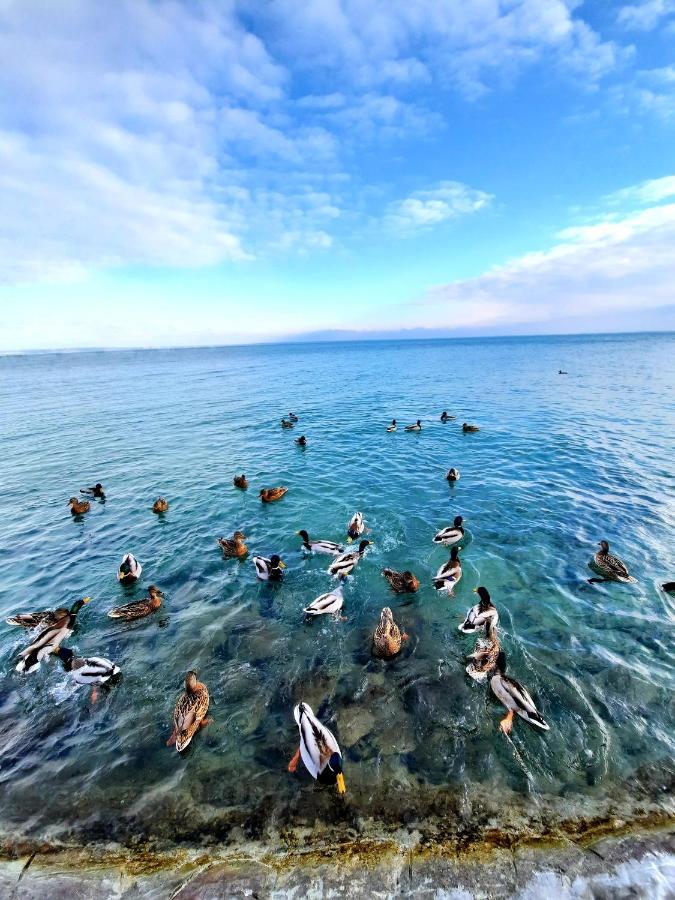 Apartmán Harmonia Vendeghaz Balatonalmádi Exteriér fotografie